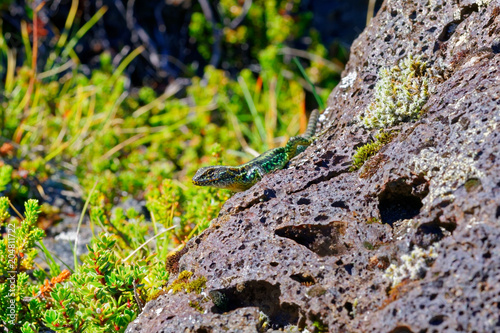 Lizard on a volcanic rock, on the heights of the Antillanca Volcano