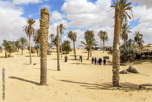 Sinai Peninsula, Egypt, 19 February 2008: Moses Springs, Water wells and palms photo