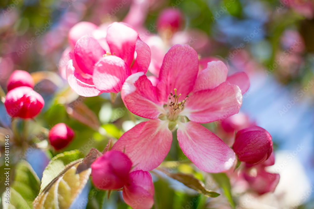 Obraz premium Pink apple flowers, spring blossom background