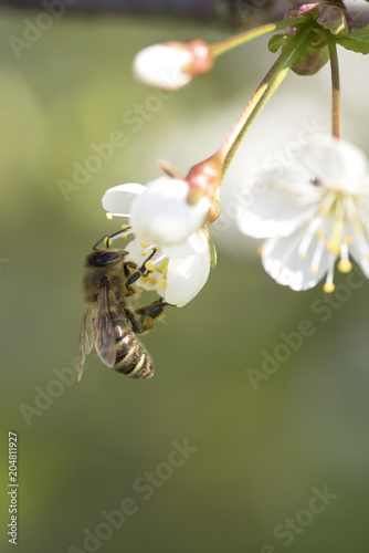 A bee on a cherry blossom. Collects nectar, pollination. © Александр Овсянников