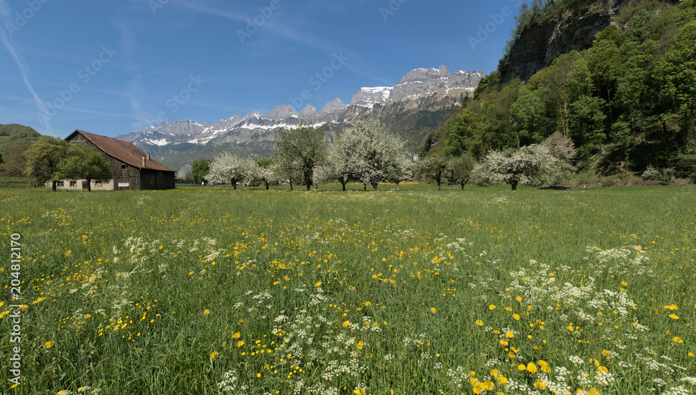 Spring blossom in a Swiss meadow, Walenstadt