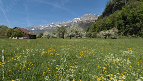 Spring blossom in a Swiss meadow  Walenstadt
