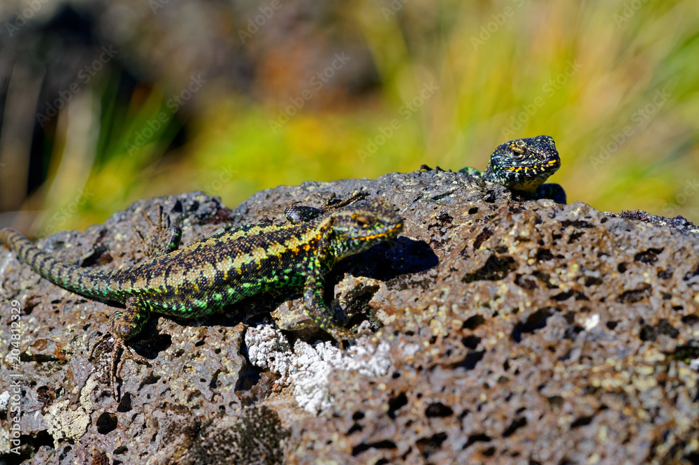 Lizards fighting the top of the volcanic rock, southern Chile Lizards fighting the top of the volcanic rock, southern Chile