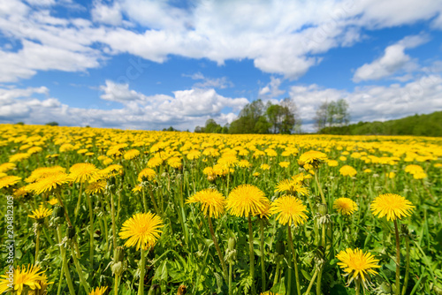 Landscape meadow with yellow dandelions.