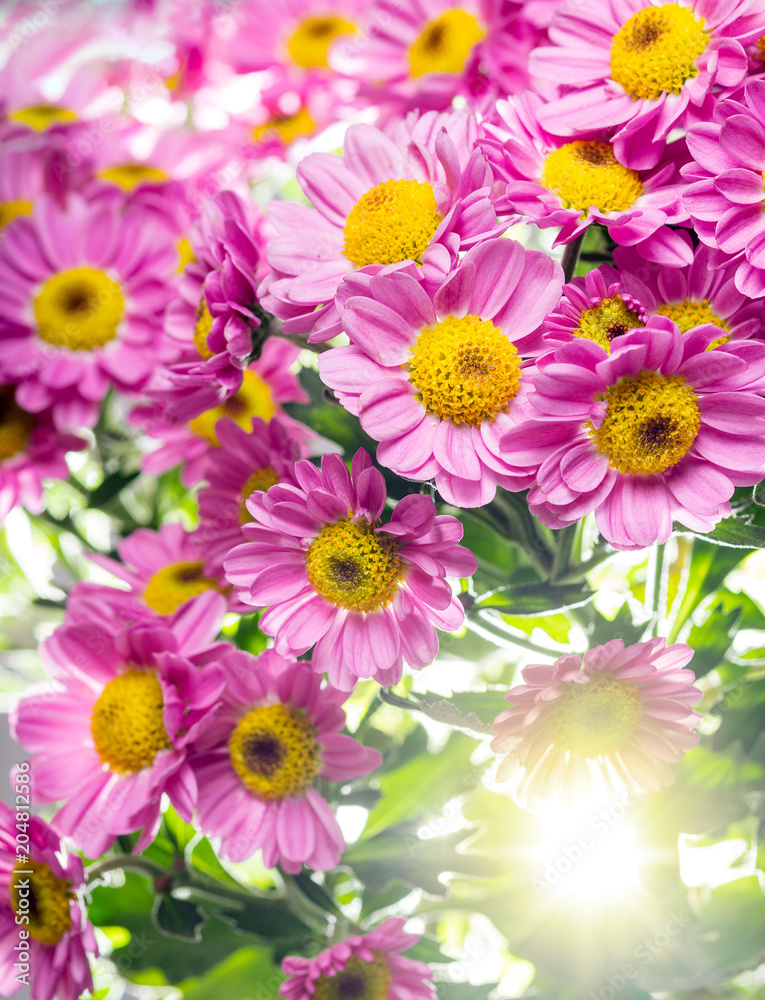 Chrysanthemum indicum, pink and yellow center, closeup macro, with lots of contrast and vibrant beautiful colors