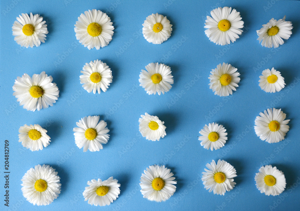 Obraz premium floral pattern of white chamomiles (daisies) on a blue background. flat.top view