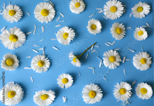 floral pattern of white  chamomiles (daisies) on a blue background. flat.top view