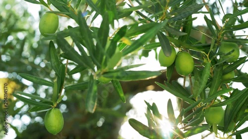 Close-up shot of bright sun shining through the green branches and leaves of olive tree