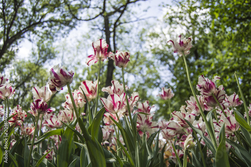 Fototapeta Naklejka Na Ścianę i Meble -  tulips against the sky