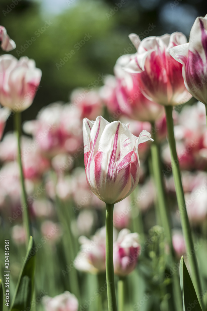 Obraz premium red and white tulips