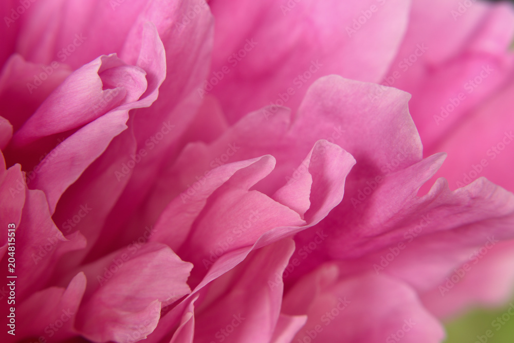 Abstract macro pink peony flower background
