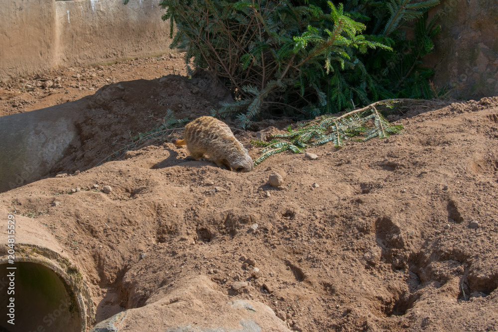 Obraz premium meerkat suricati surikatta running on sand. african animals 