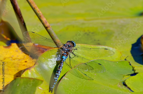 Dragonfly over a lotus flower leaf photo