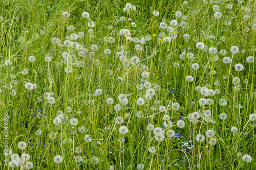 Field full with Dandelions