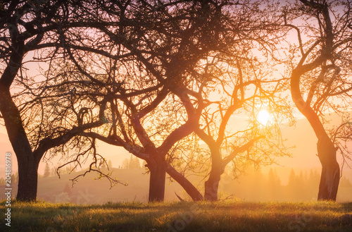 Old apple trees garden