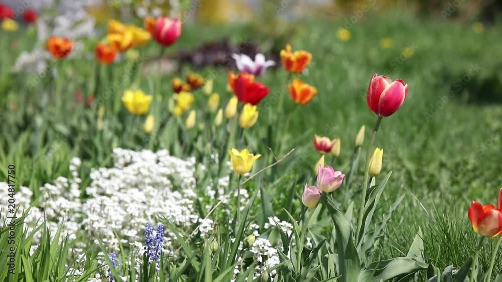 Green grass with flowers Green grass with flowers