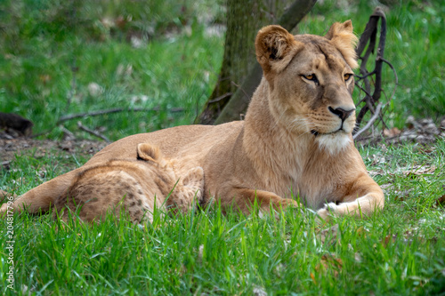 Lion mother with her young cubs. Congolese lion (Panthera leo bleyenberghi)