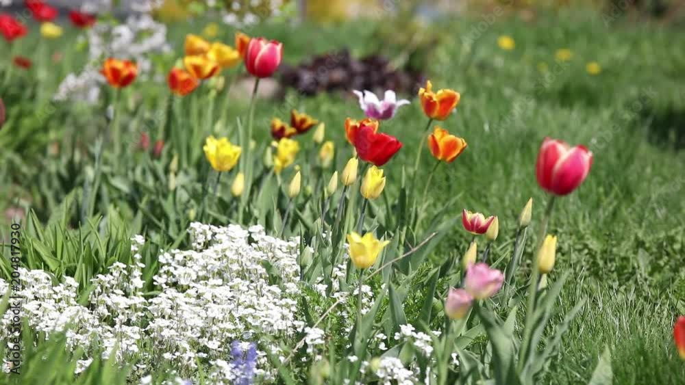 Green grass with flowers