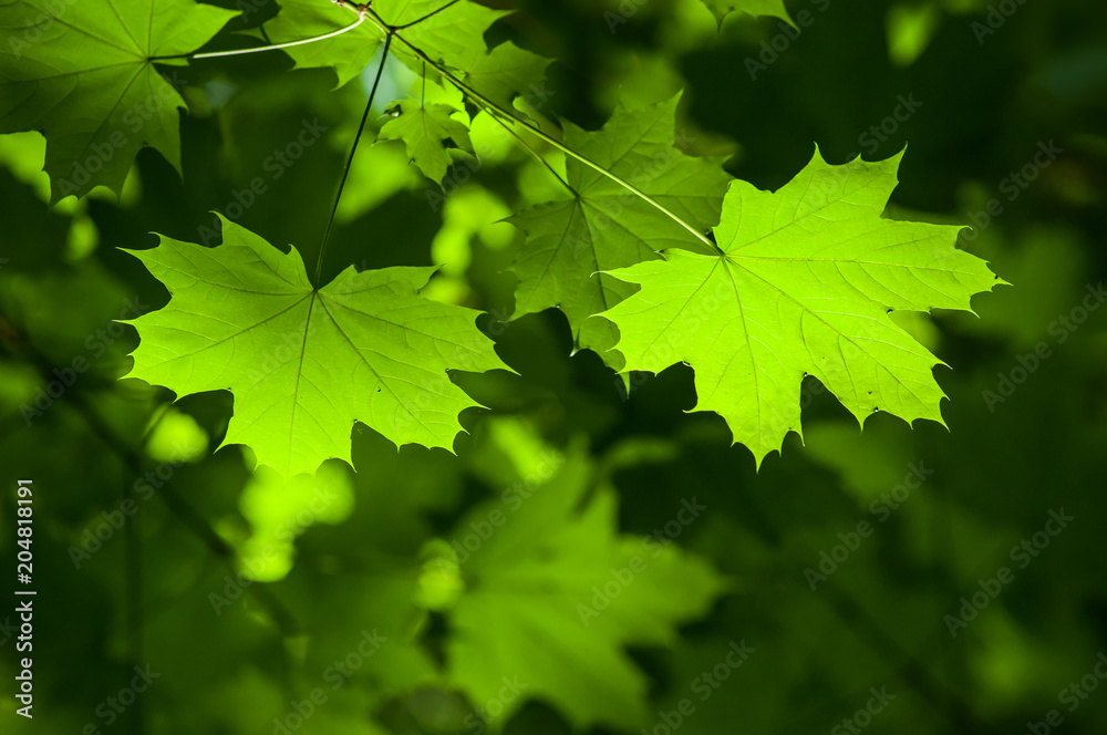 closeup of sunlight on maple leaves in the forest closeup of sunlight on maple leaves in the forest