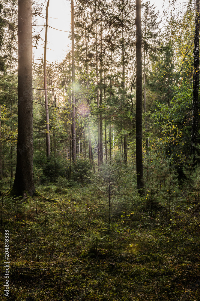 Obraz premium Lichtstimmung im Wald mit jungen Baum