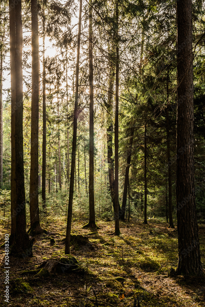 Fototapeta premium Fichtenwald im Gegenlicht