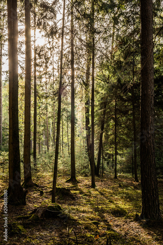 Fichtenwald im Gegenlicht © Christian Krammer