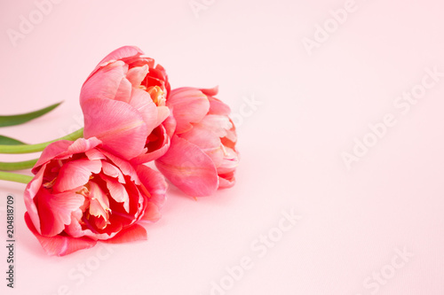 Beautiful pink peony flowering tulips on pink background. Holiday greeting ca...