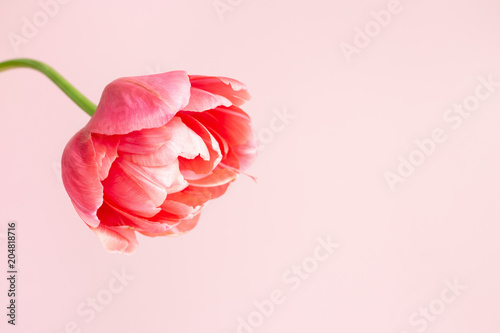 Beautiful pink tulip on pink background. Holiday minimal styled greeting card.