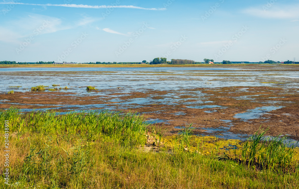 Muddy Dutch nature reserve in summertime