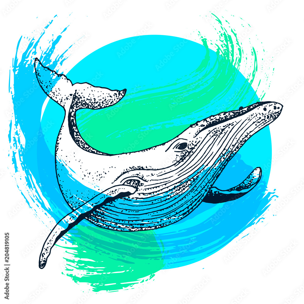 Fototapeta premium Vector blue whale illustration with paint splash, ink sketch with big swimming mammal. Isolated whale swimming in the ocean. Hand drawn illustration in abstract childish style with watercolour.