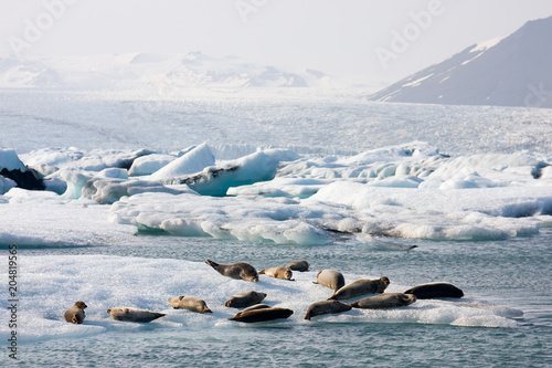 Seals At Joekulsarlon, Iceland