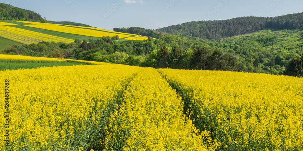 Panorama mit Traktor Spuren im Rapsfeld