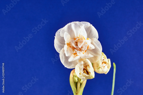 Fototapeta Naklejka Na Ścianę i Meble -  Details of a narcissus flowers in a pot.