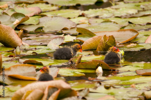 Coot family amongst lily pads