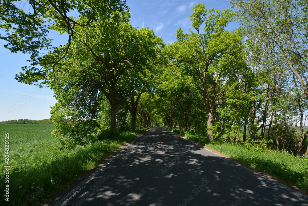 Allee auf Rügen, Puddemin