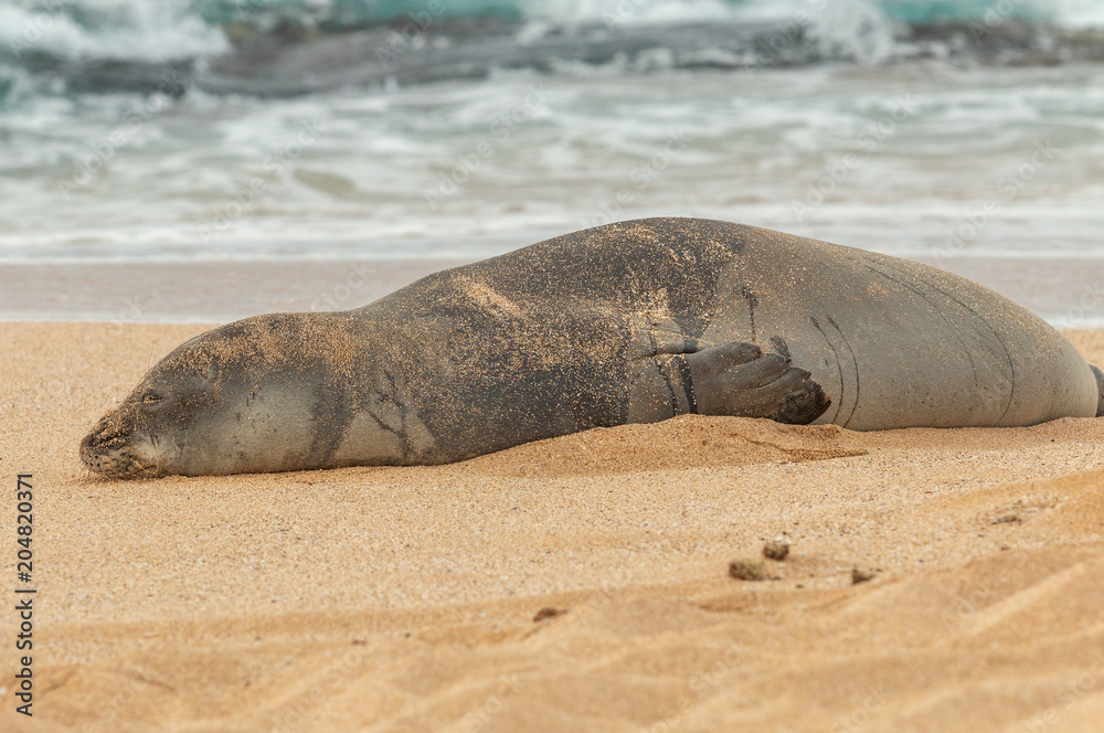 Fototapeta premium Zagrożona hawajska foka mnicha na plaży Maui