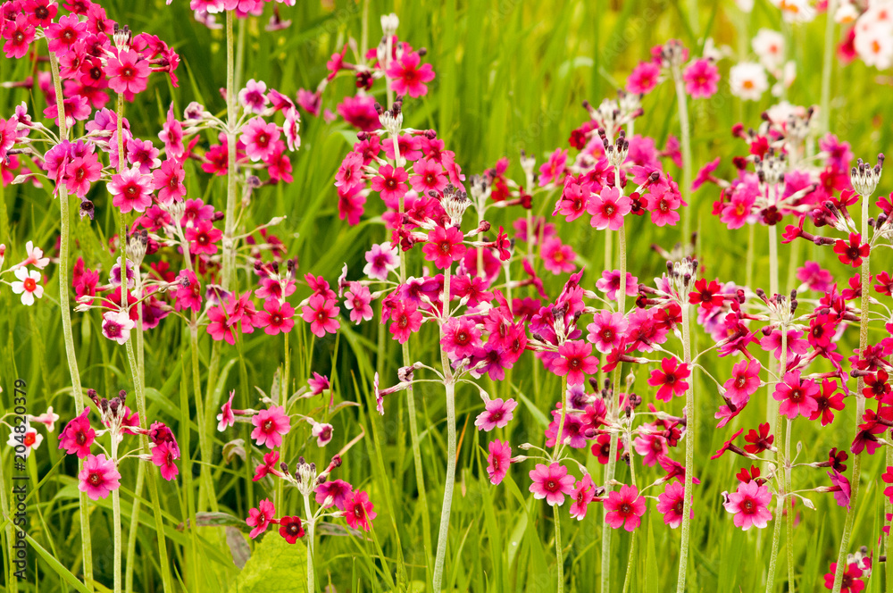 Tall pink primulas Tall pink primulas
