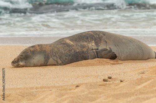 Endangered Hawaiian Monk Seal on a Maui Beach