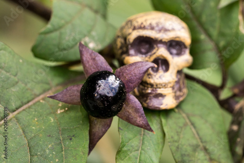 Foto Single Fruit of Belladonna (Atropa belladonna) and death’s head