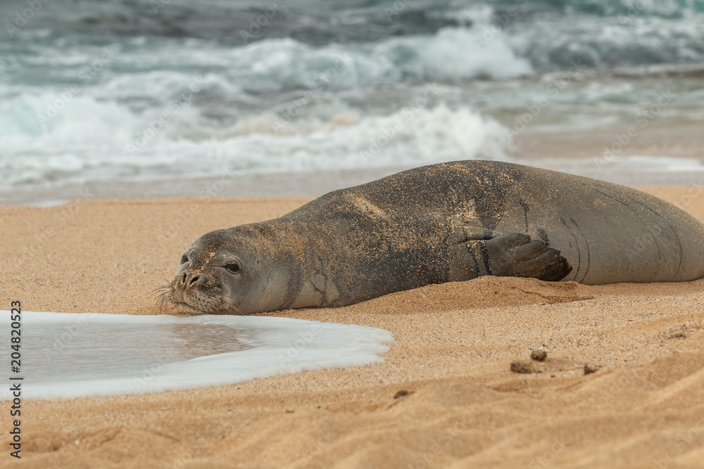 Fototapeta premium Zagrożona hawajska foka mnicha na plaży Maui