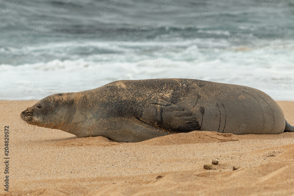 Fototapeta premium Zagrożona hawajska foka mnicha na plaży Maui