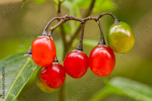 Fruits of bittersweet nightshade (Solanum dulcamara)