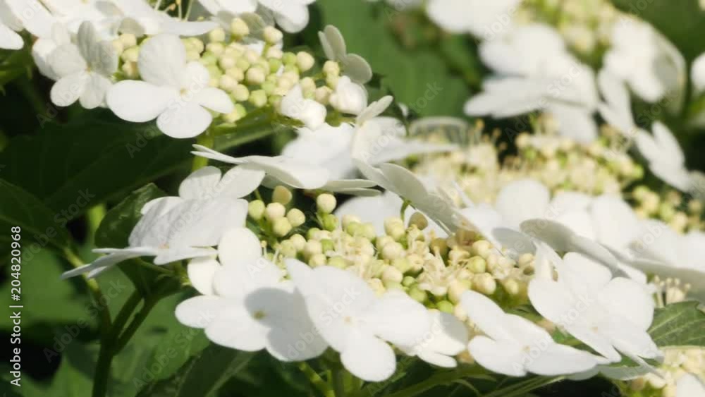 bush guelder rose Viburnum tinus sunny day 4k bush guelder rose Viburnum tinus sunny day 4k