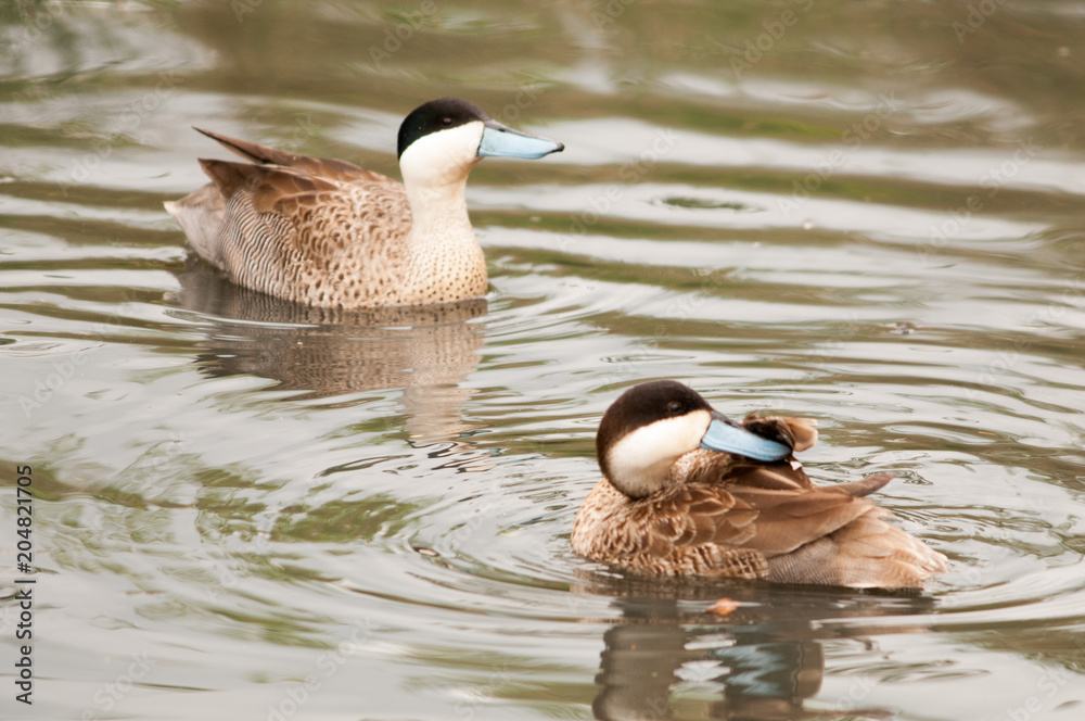 Fototapeta premium Pair of Puna teals