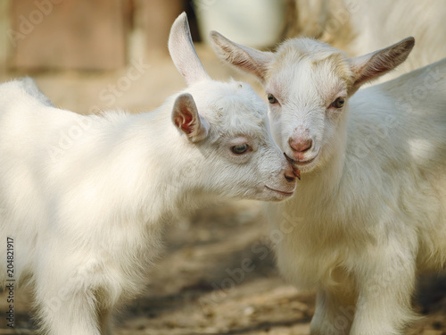 goat kids