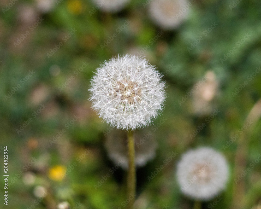 Flowers in Pittsburgh