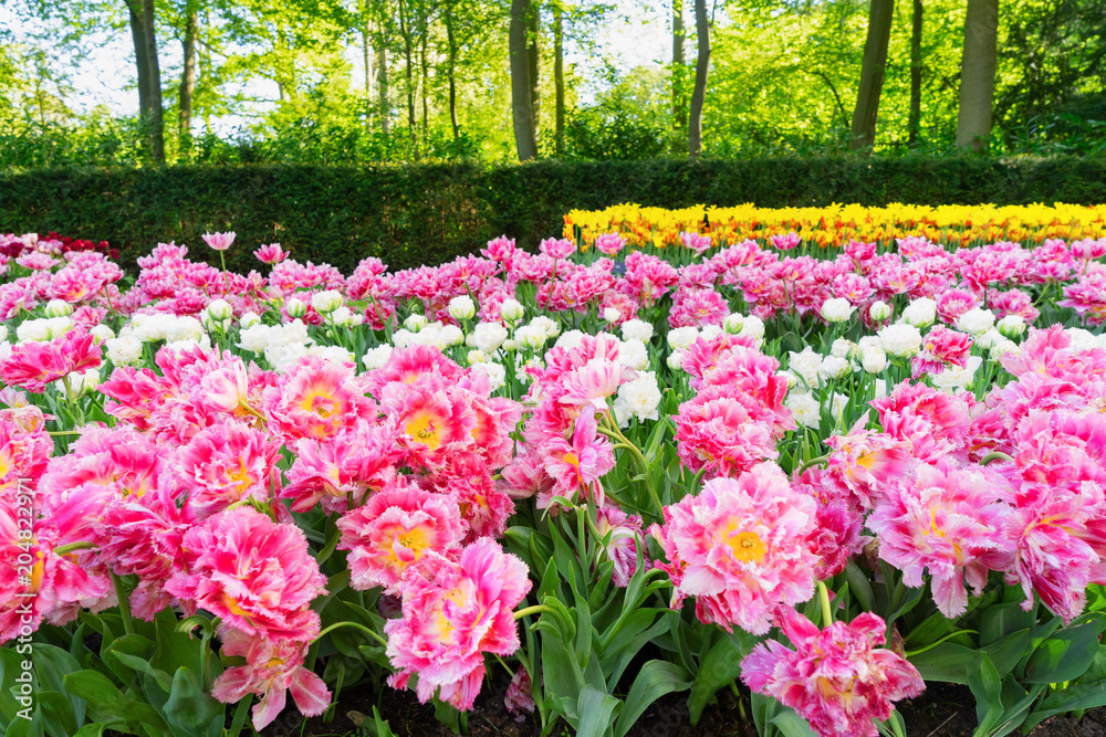 fresh lawn with flowers