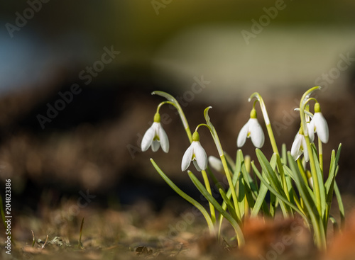 Wild white snowdrops close-up in spring macro