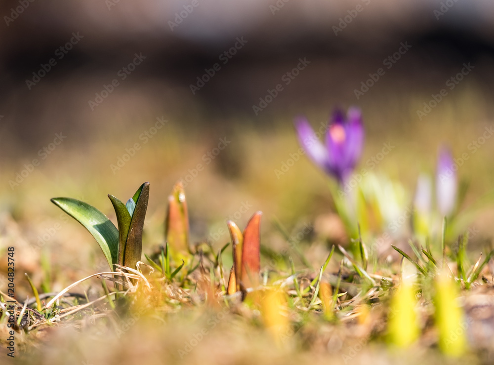 Obraz premium Purple spring primrose close-up on a background of green grass