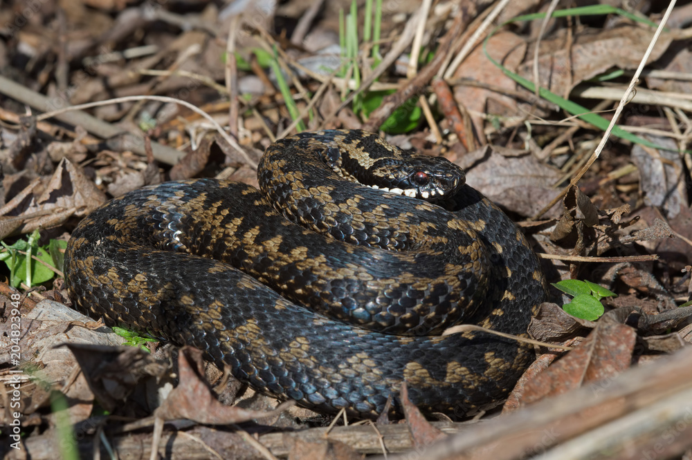 Obraz premium Adder (Vipera berus)/Common European Adder in leaf litter